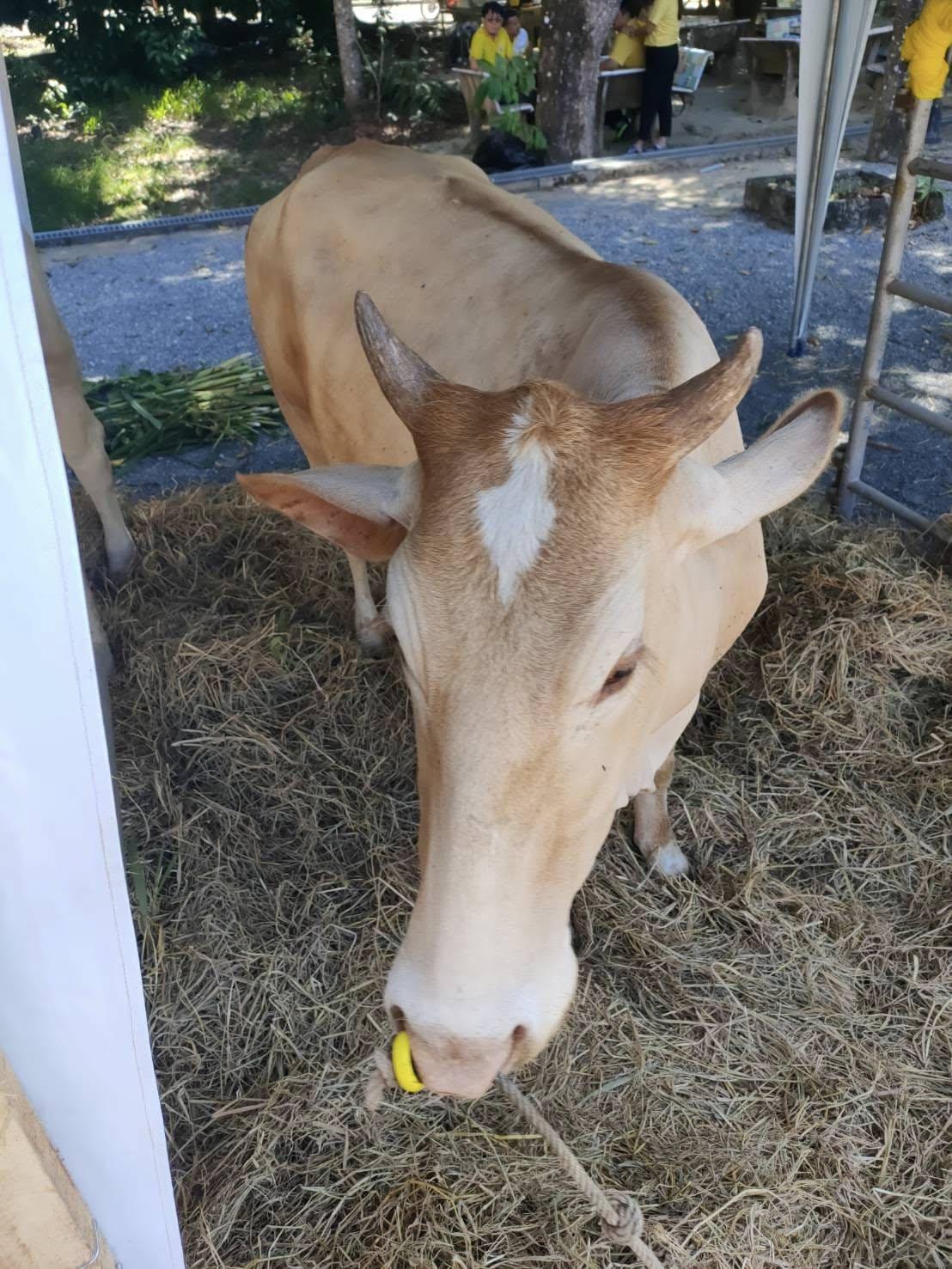 ภาพประกอบที่ 8