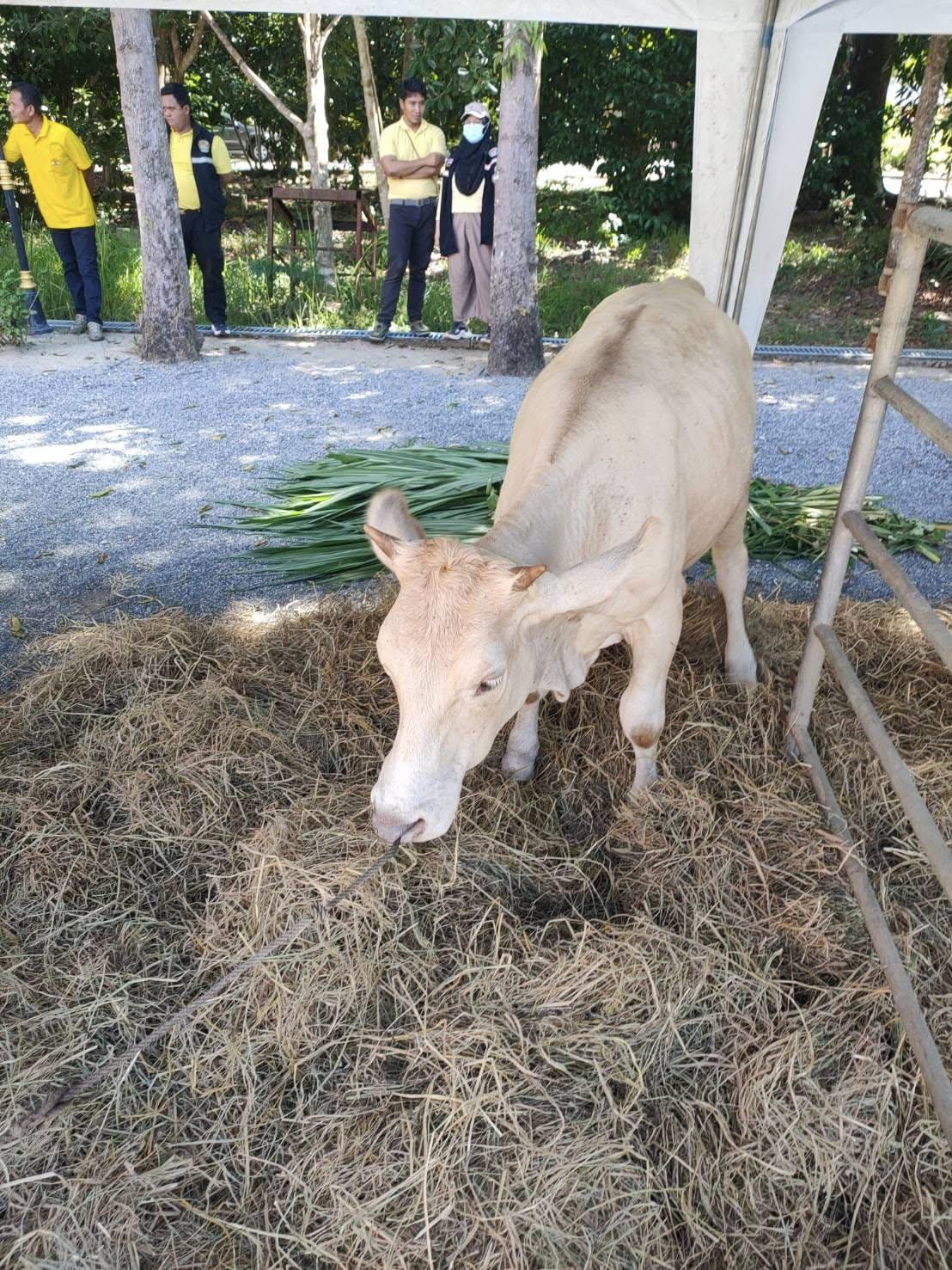 ภาพประกอบที่ 10