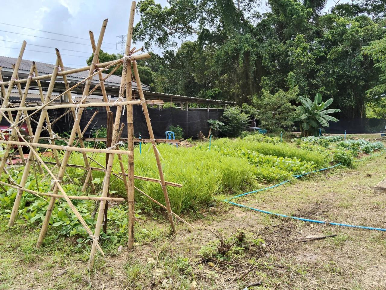 ภาพประกอบที่ 5