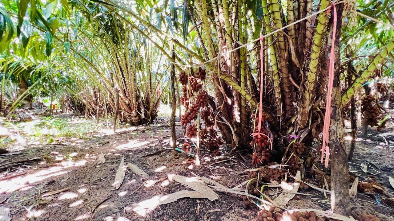 ภาพประกอบที่ 6