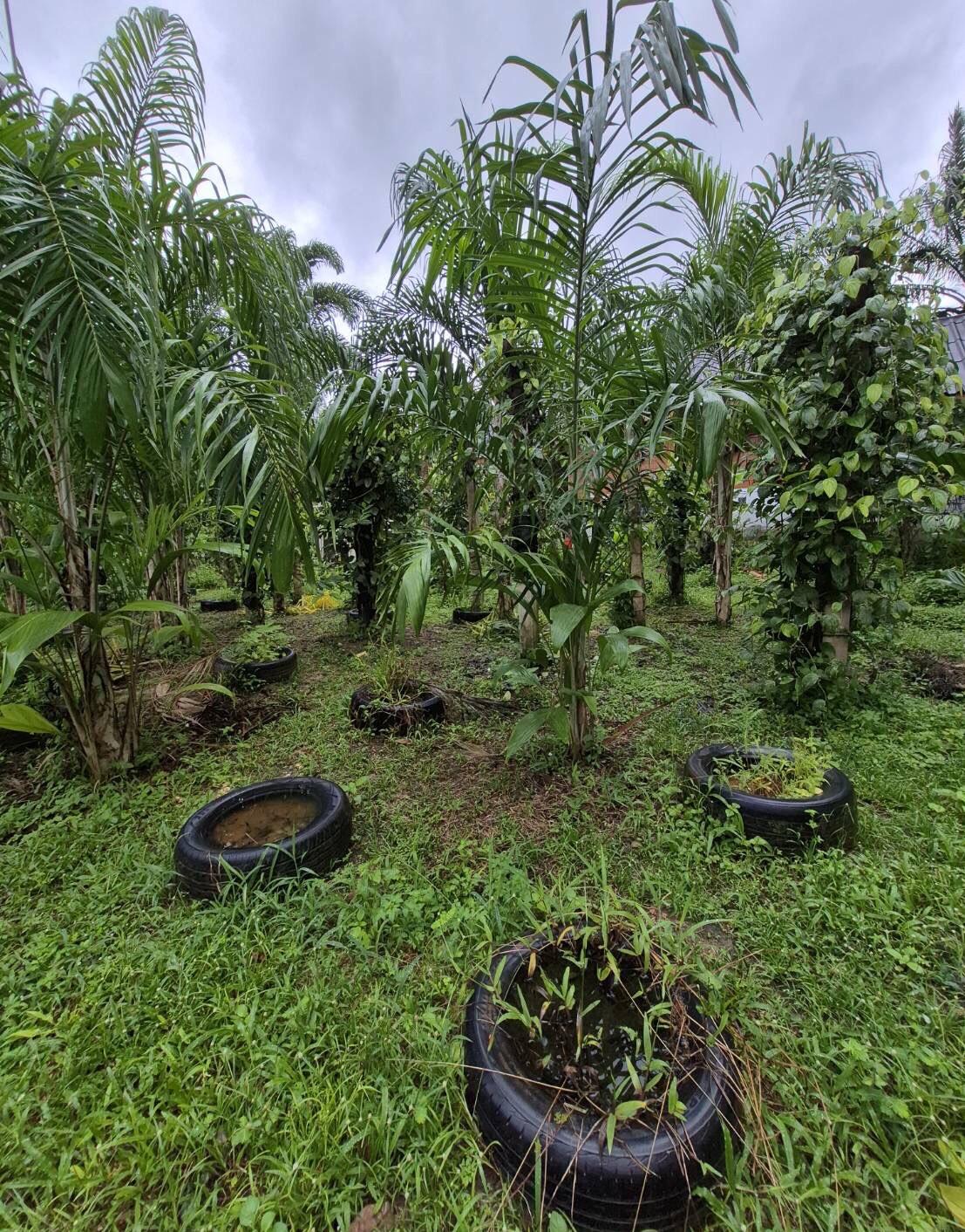 ภาพประกอบที่ 3