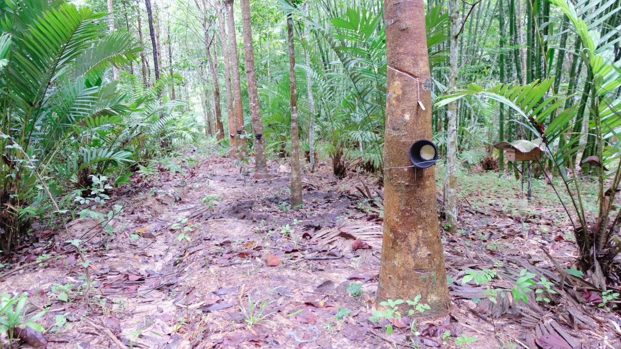 ภาพประกอบที่ 7