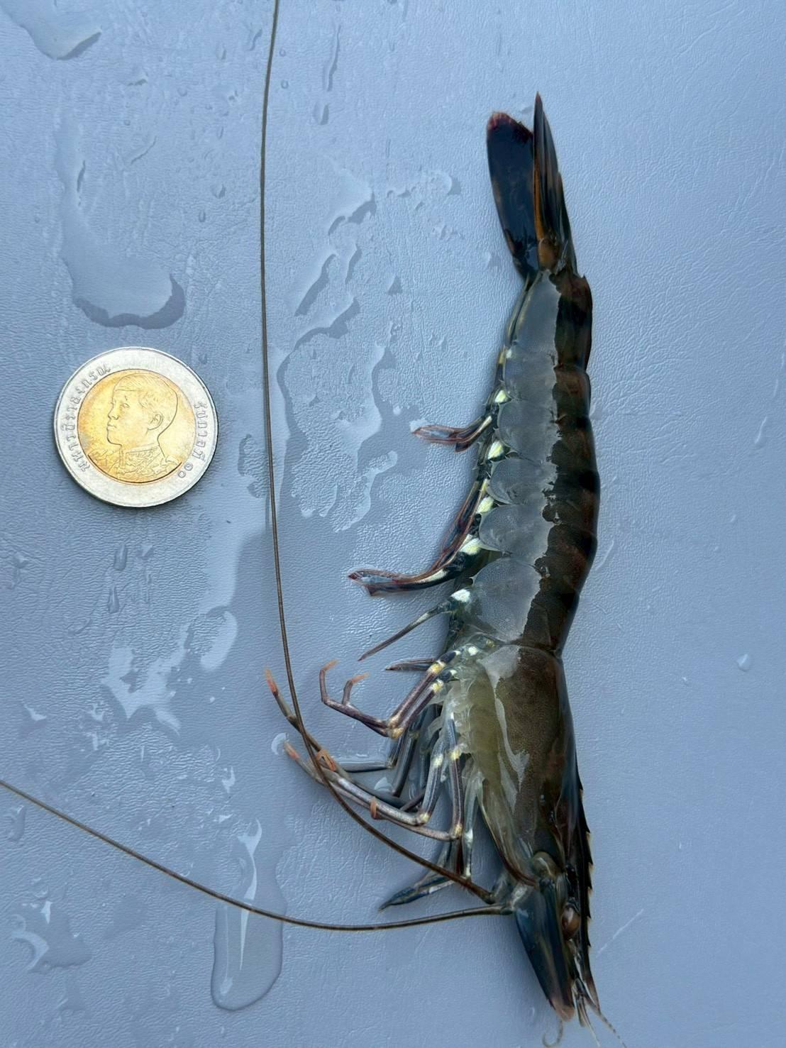 ภาพประกอบที่ 7