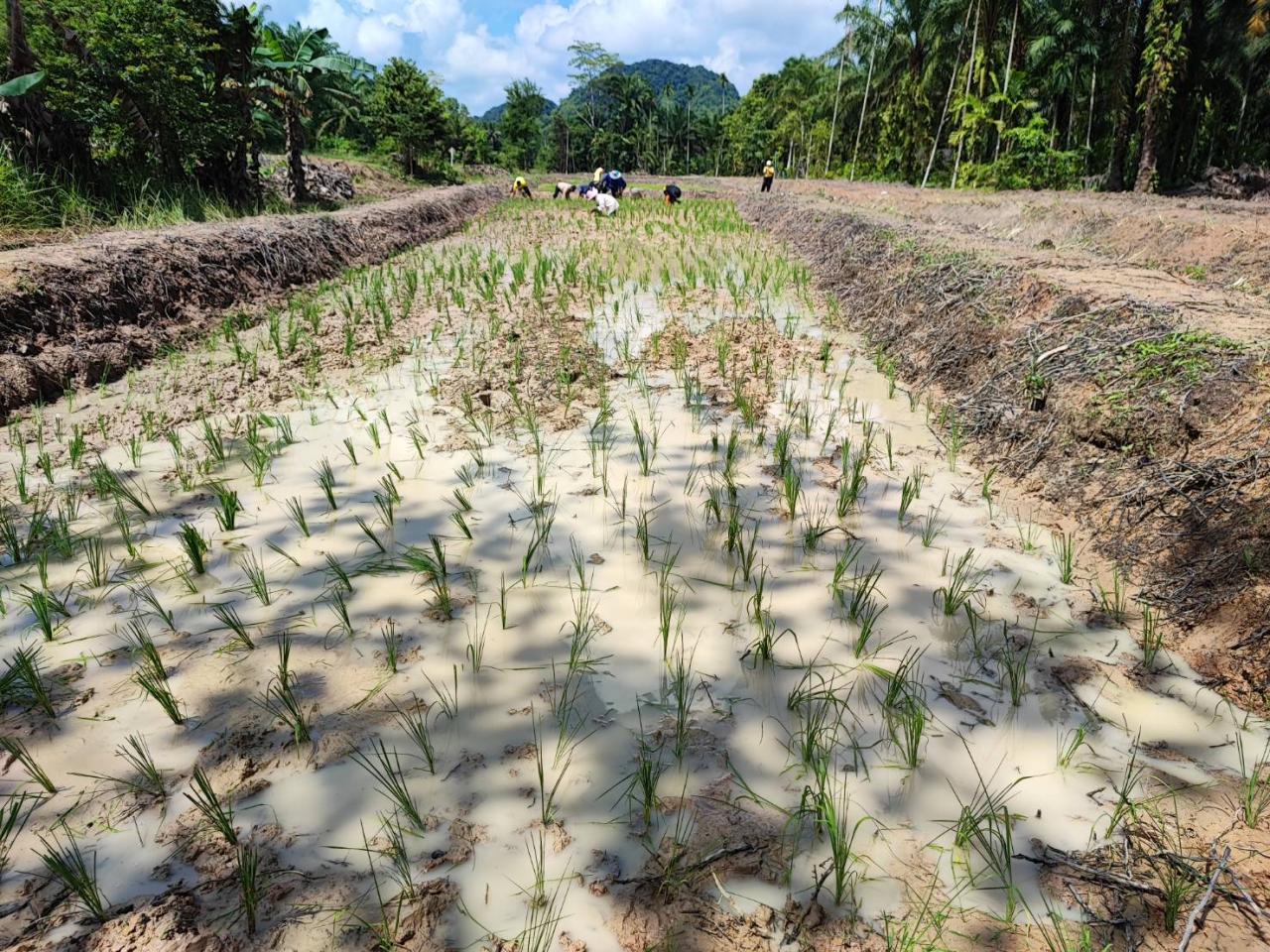 ภาพประกอบที่ 11