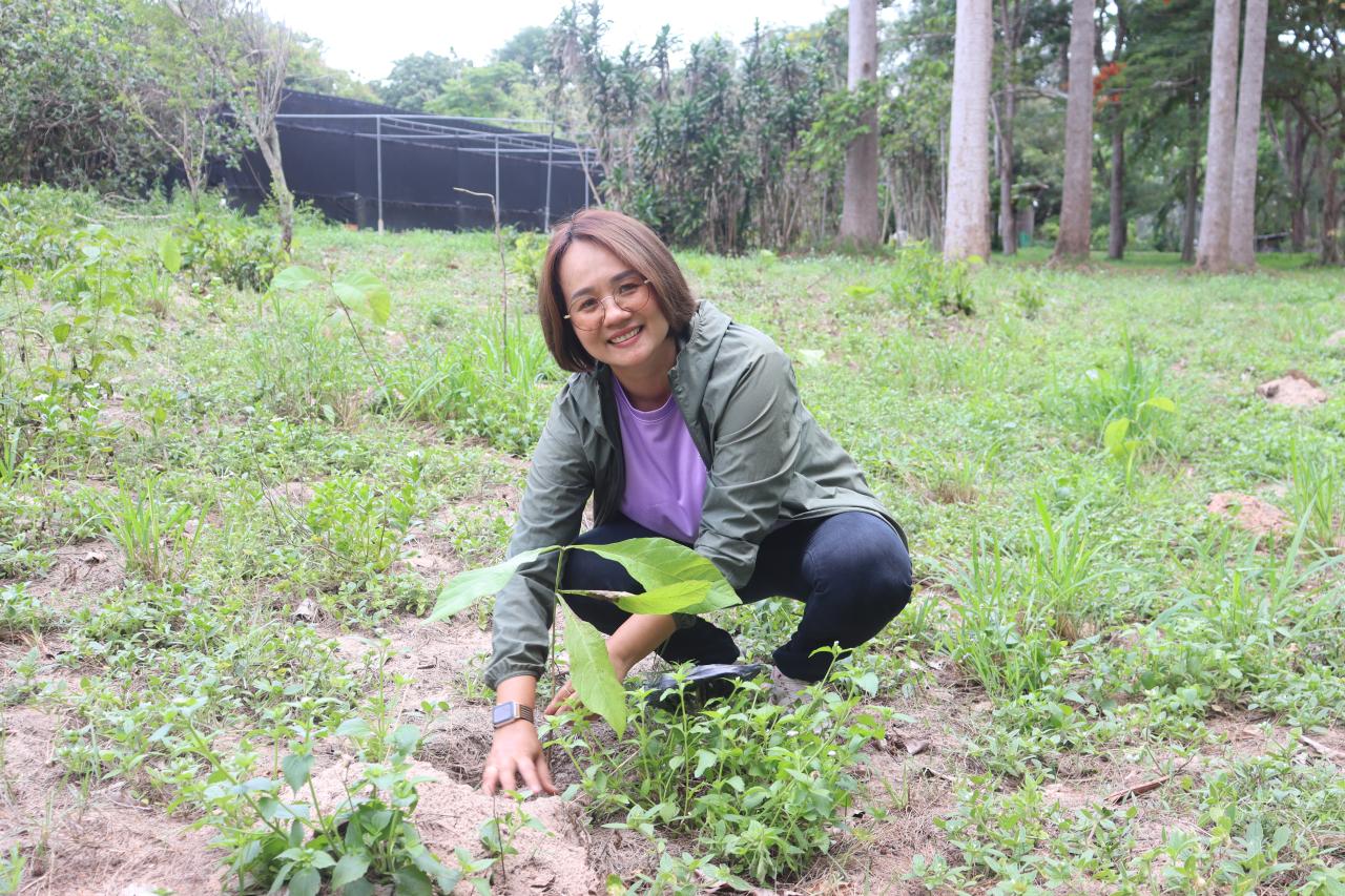 ภาพประกอบที่ 3