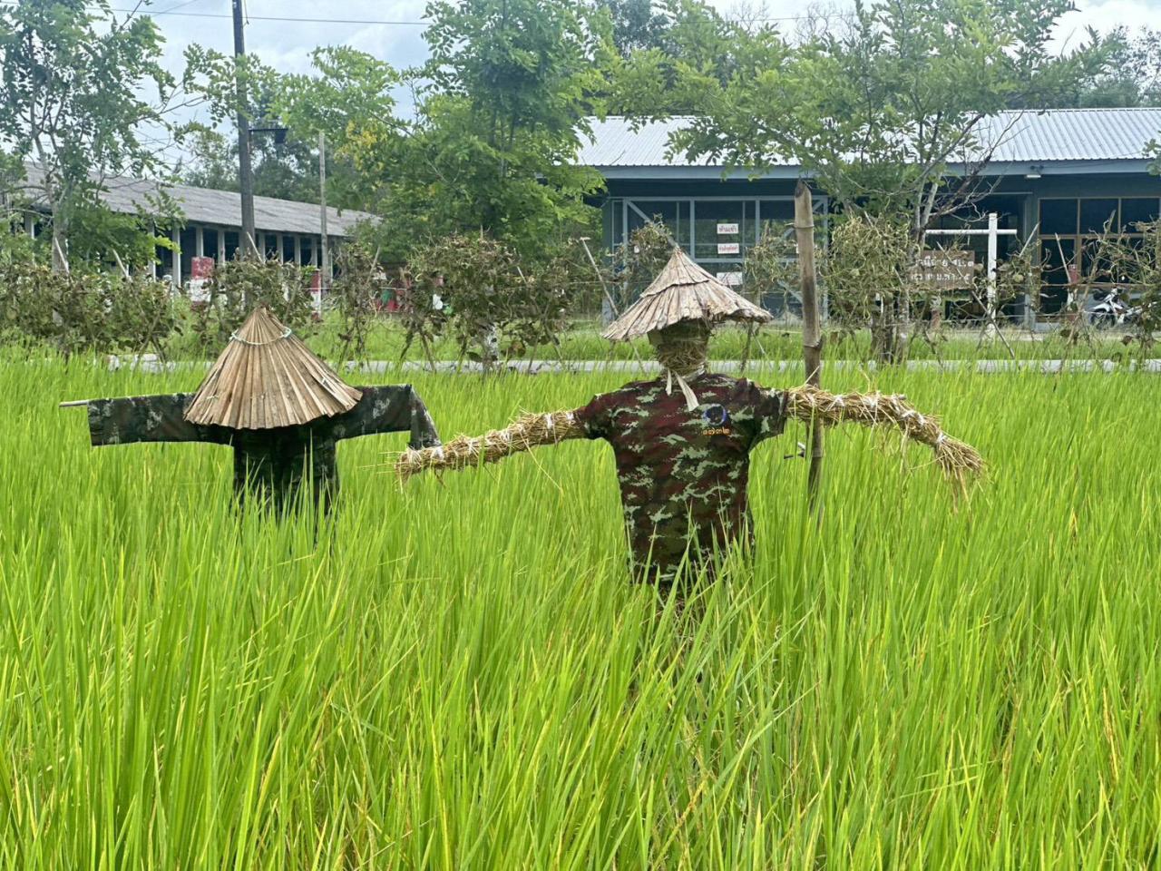 ภาพประกอบที่ 7