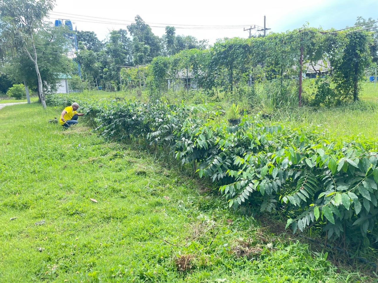ภาพประกอบที่ 0