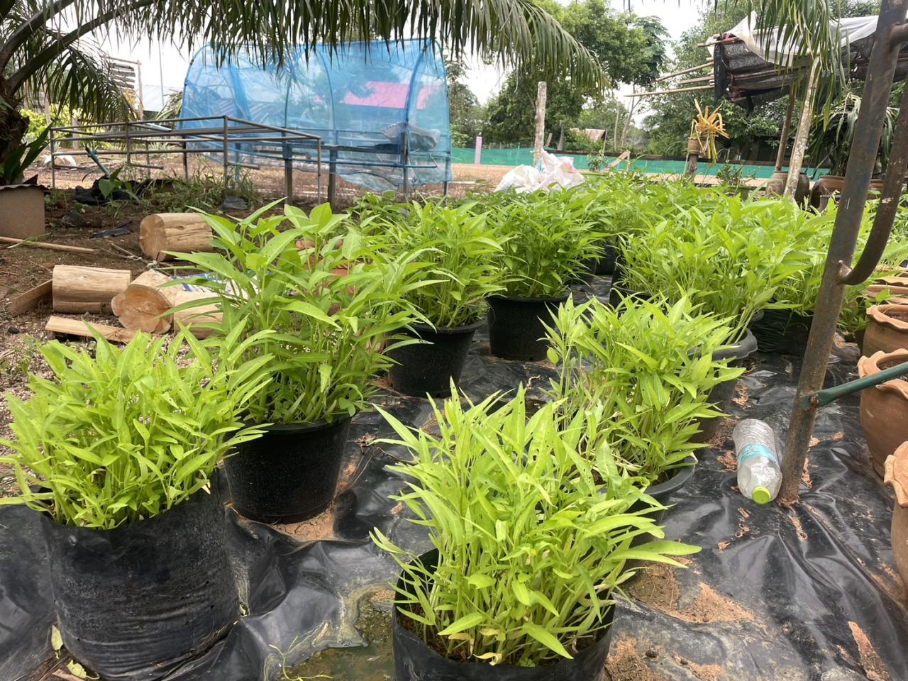 ภาพประกอบที่ 4