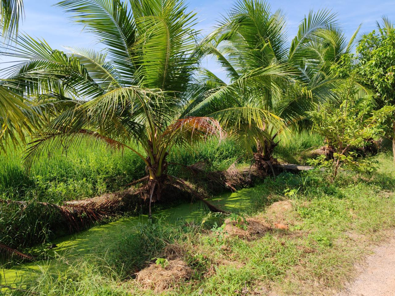 ภาพประกอบที่ 6