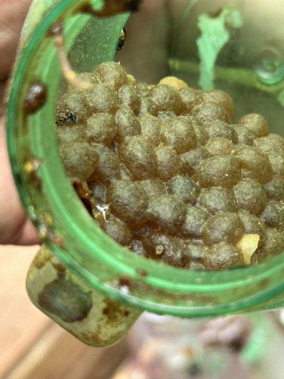 ภาพประกอบที่ 20