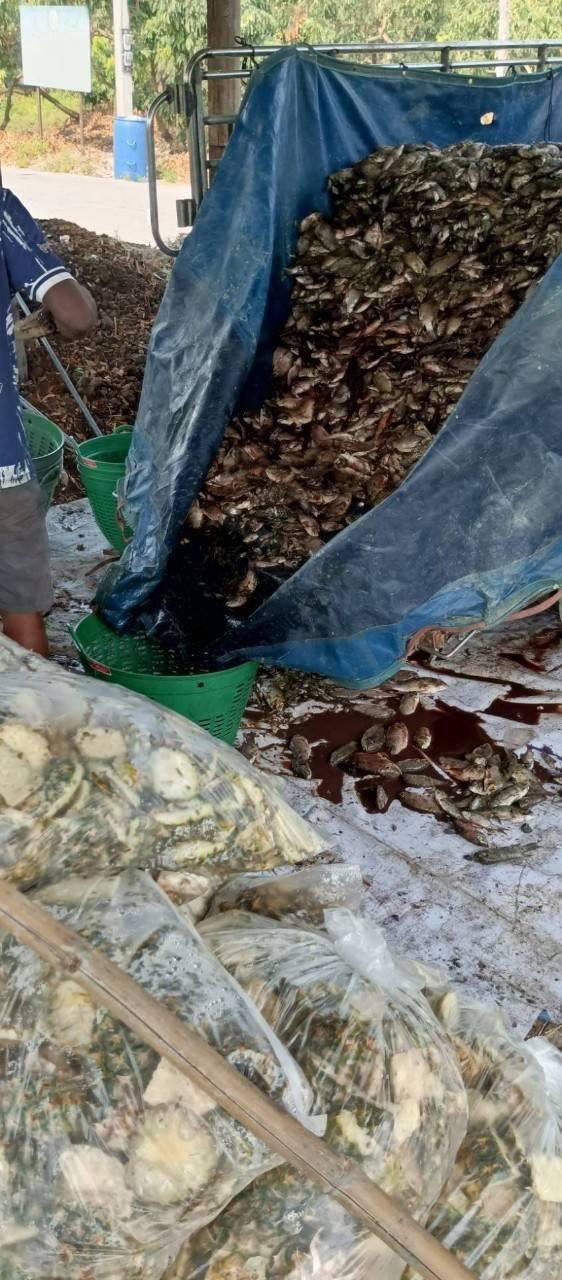 ภาพประกอบที่ 5