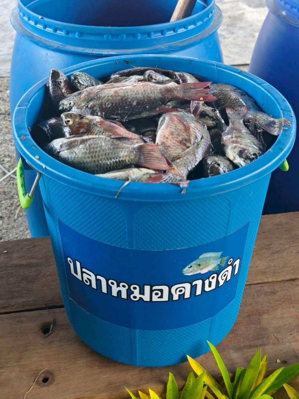 ภาพประกอบที่ 10