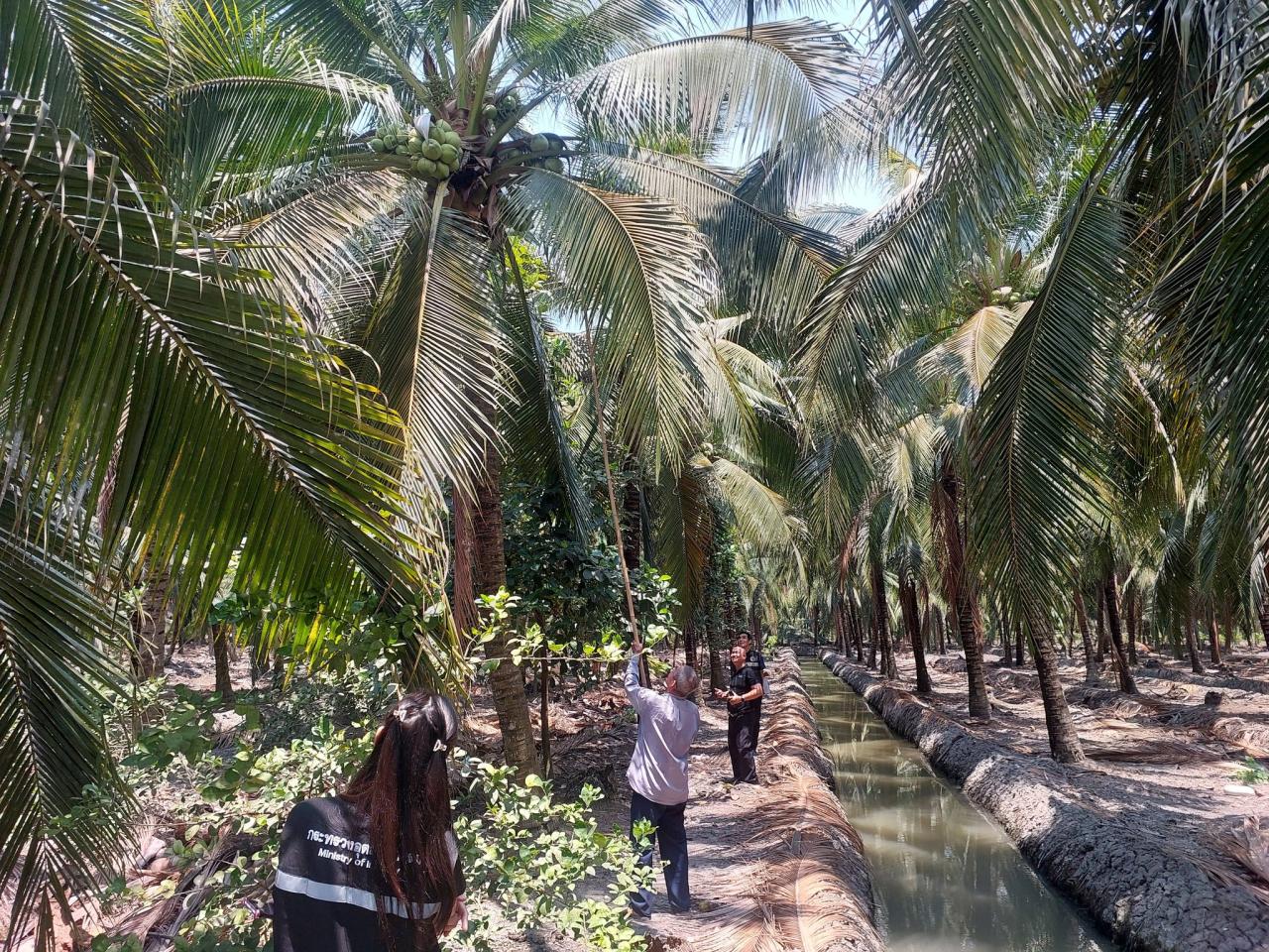 ภาพประกอบที่ 13