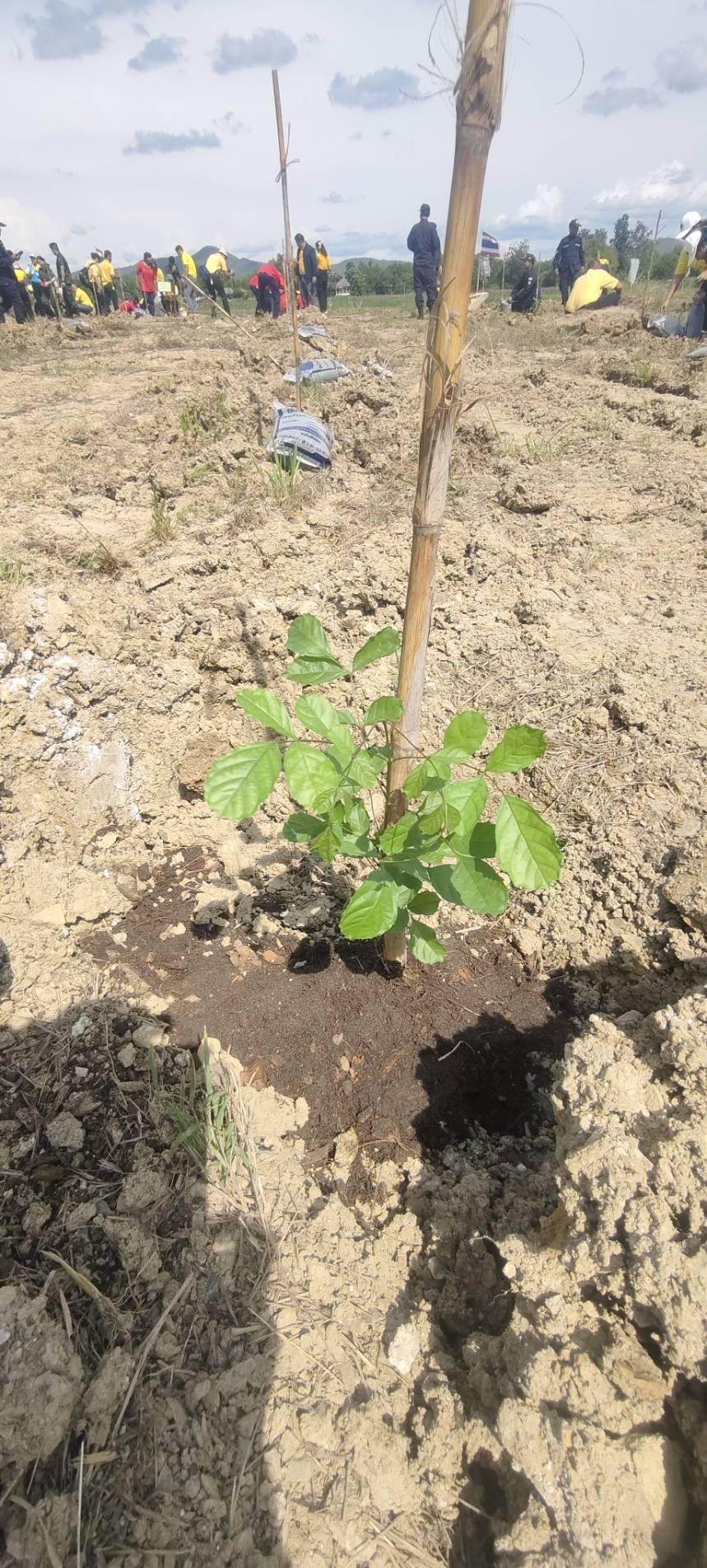 ภาพประกอบที่ 3