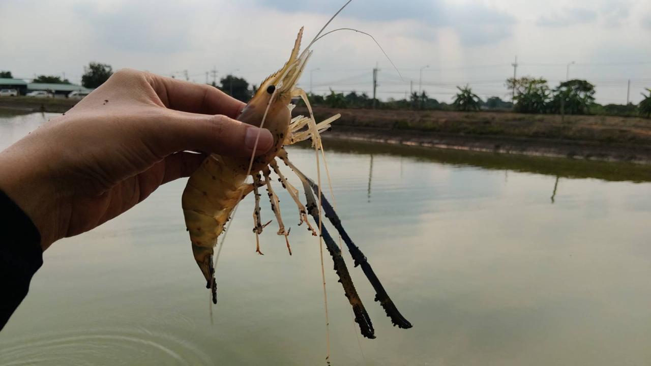 ภาพประกอบที่ 0