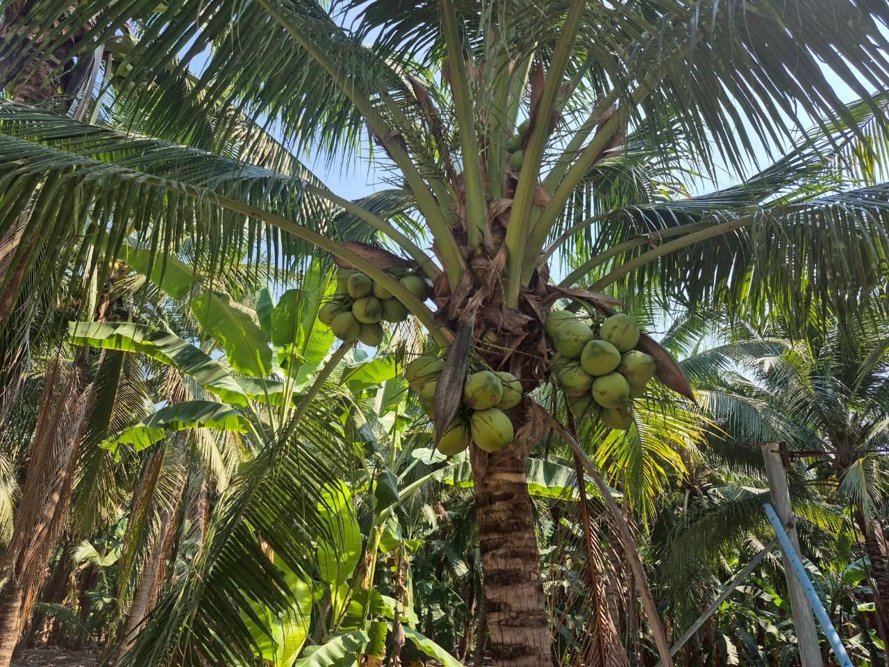 ภาพประกอบที่ 6