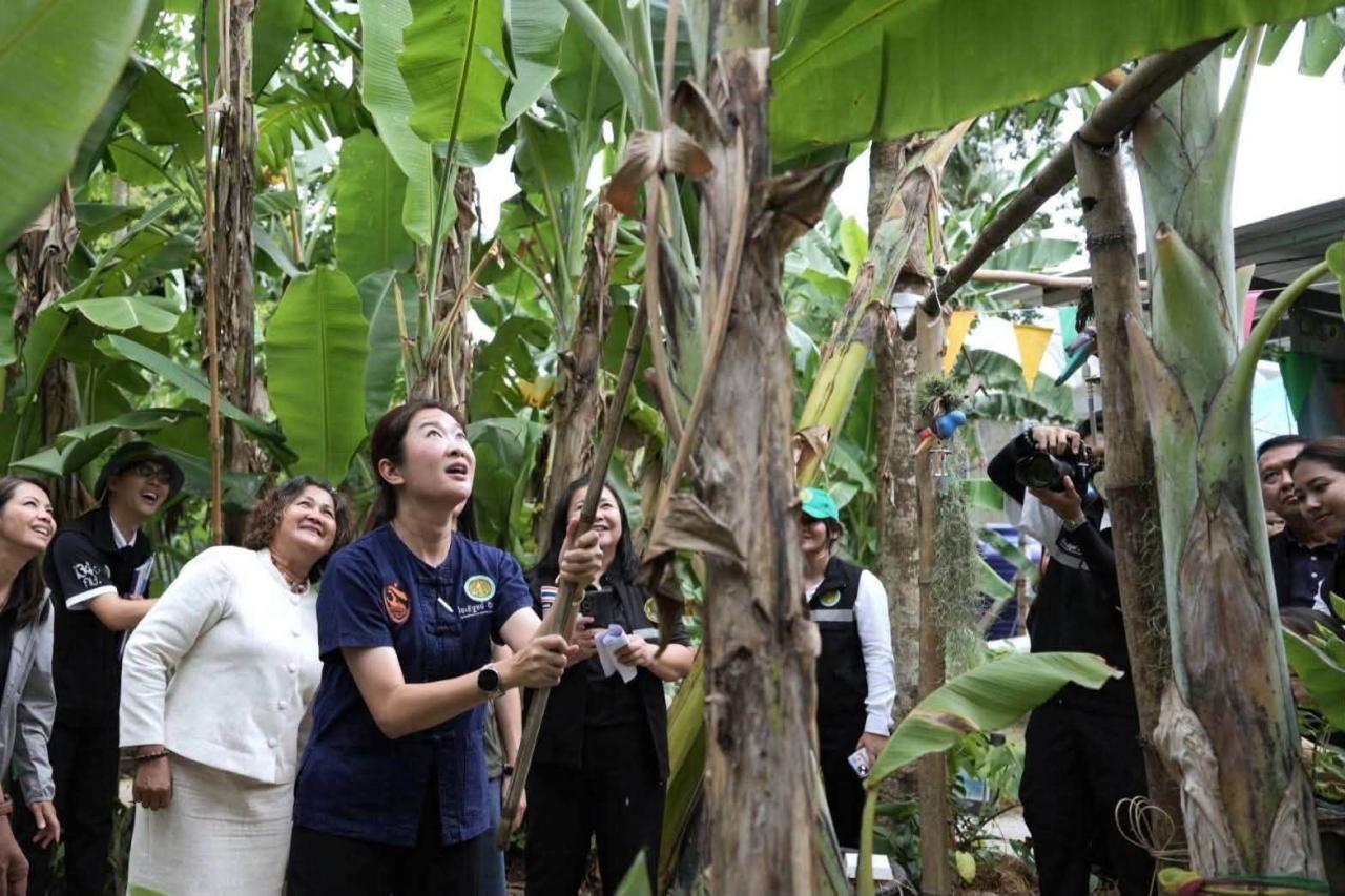 ภาพประกอบที่ 5