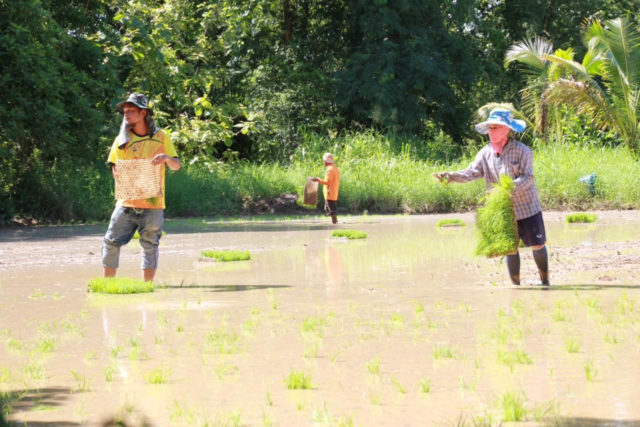 ภาพประกอบที่ 5