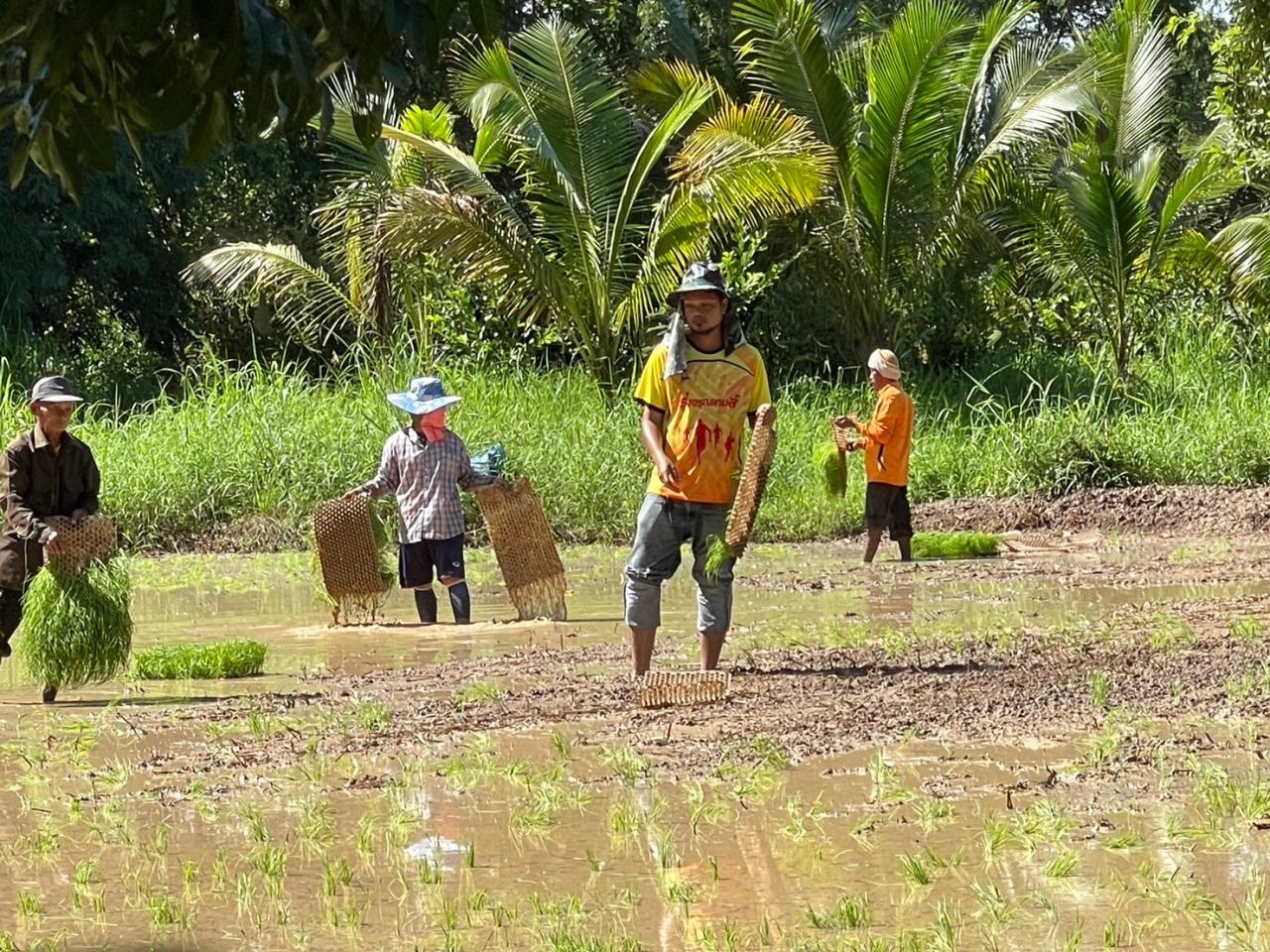 ภาพประกอบที่ 8