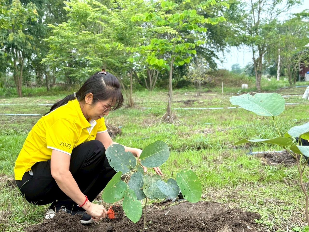 ภาพประกอบที่ 7