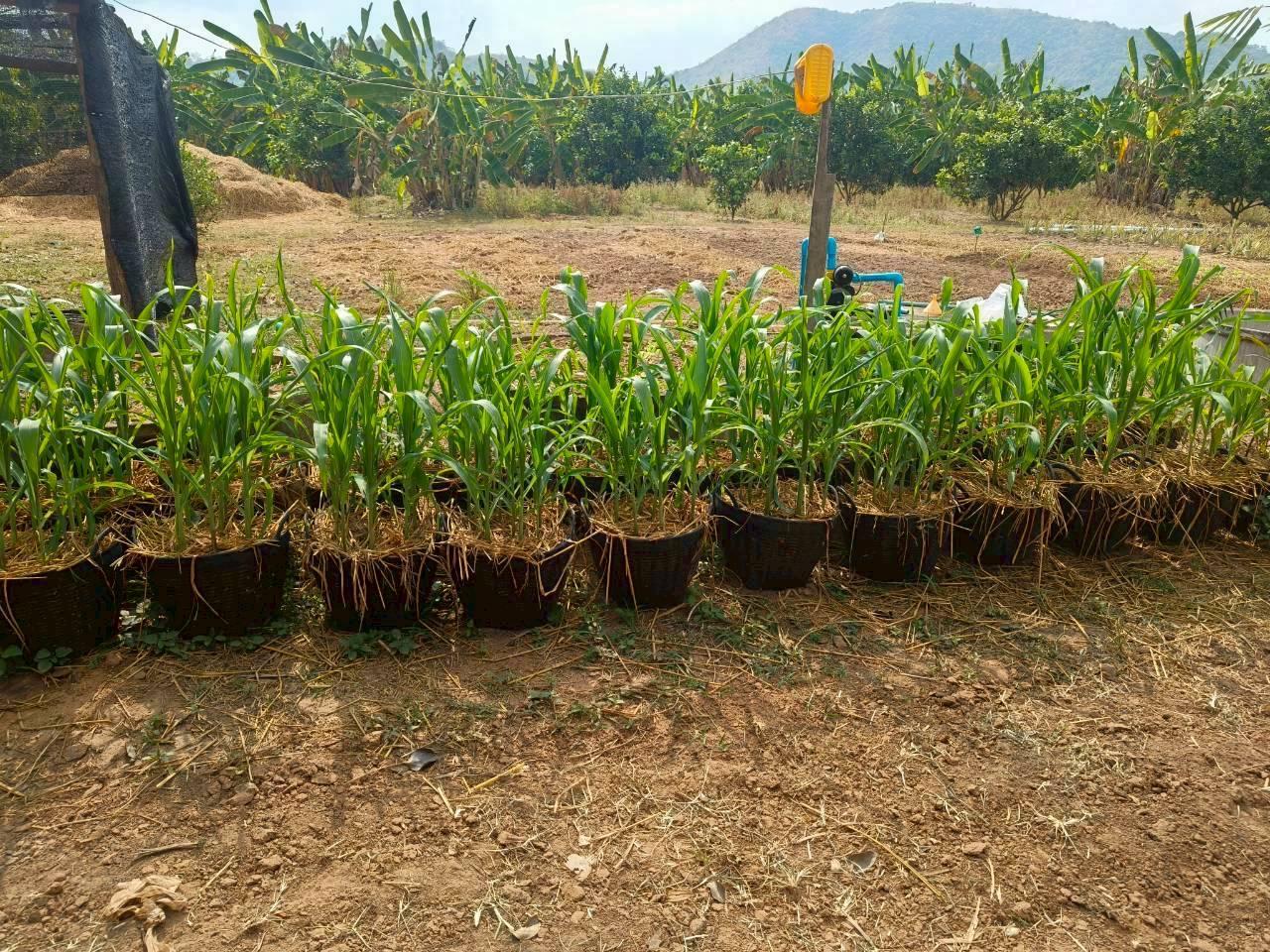 ภาพประกอบที่ 6