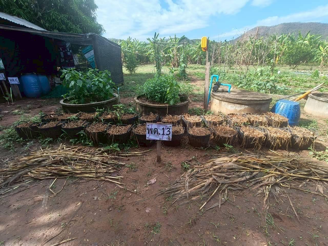 ภาพประกอบที่ 7