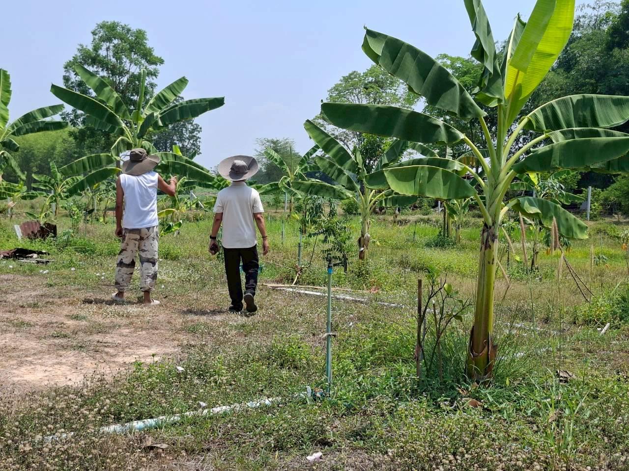 ภาพประกอบที่ 11