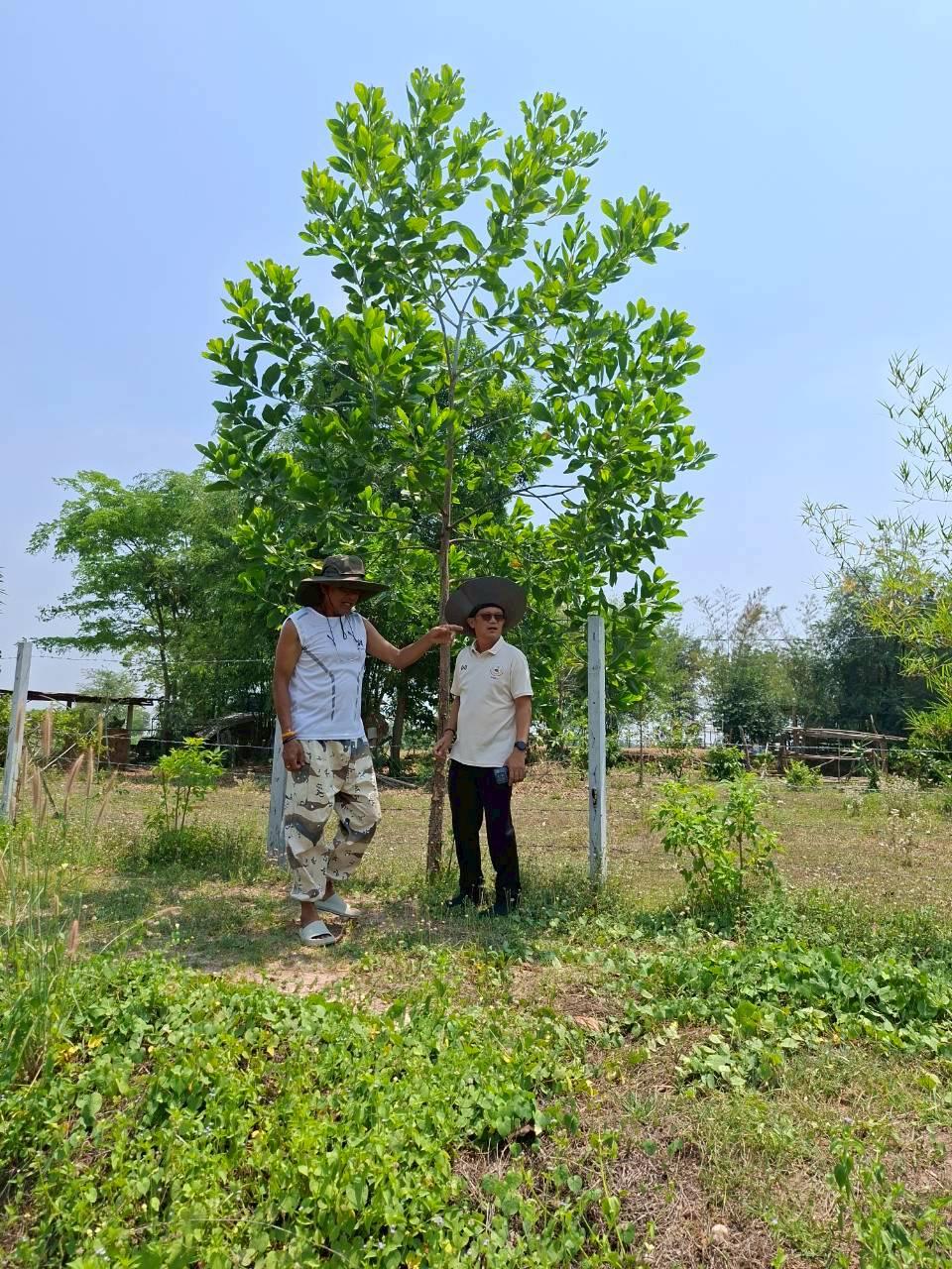 ภาพประกอบที่ 12