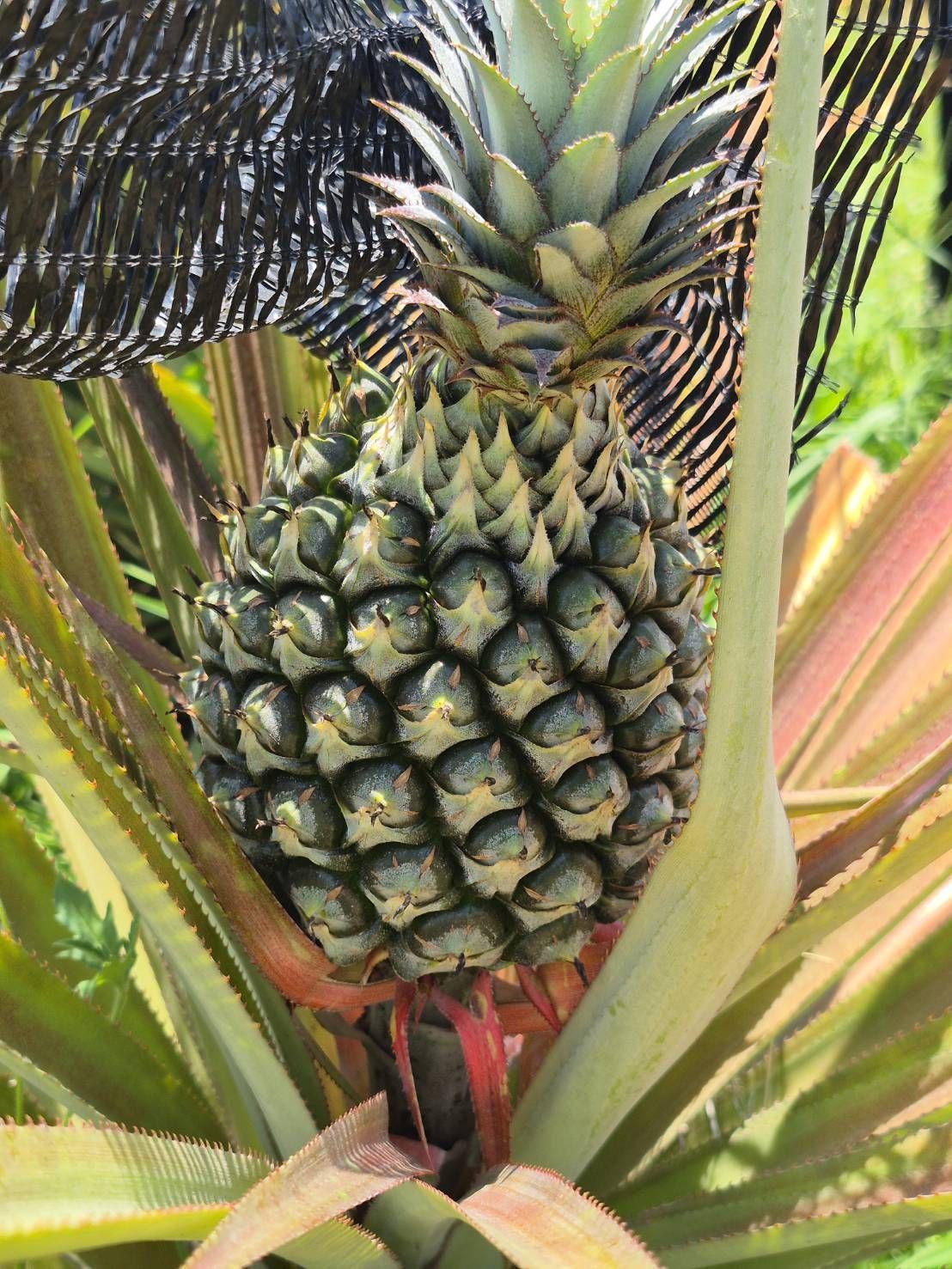 ภาพประกอบที่ 8