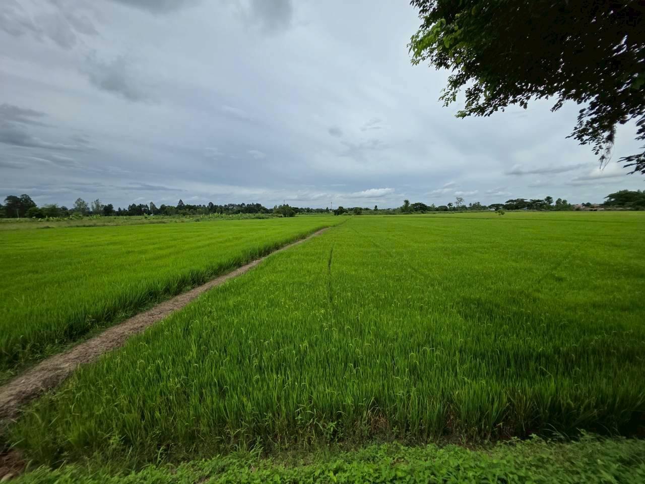 ภาพประกอบที่ 6