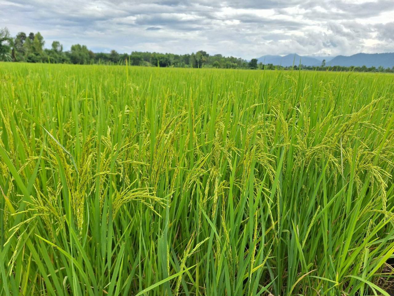 ภาพประกอบที่ 15