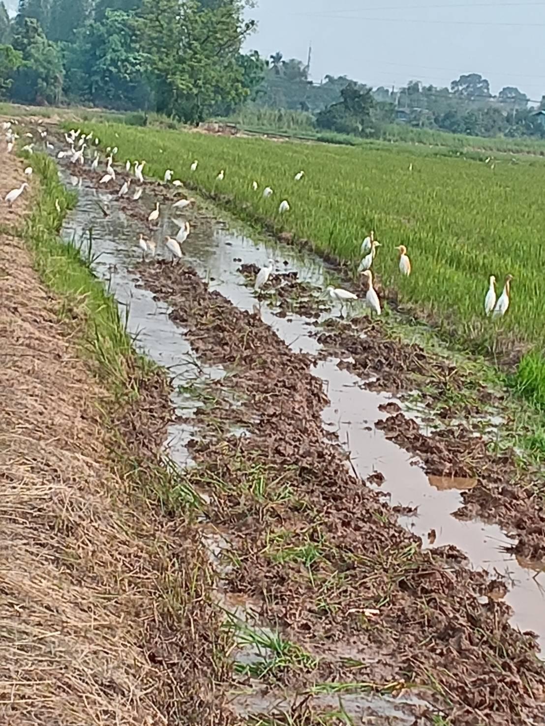 ภาพประกอบที่ 8