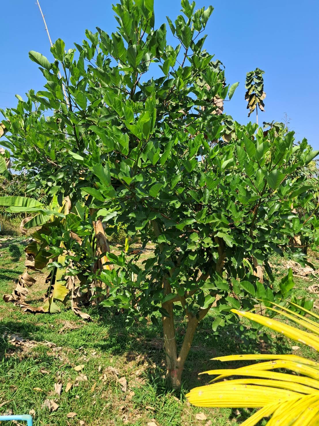 ภาพประกอบที่ 4