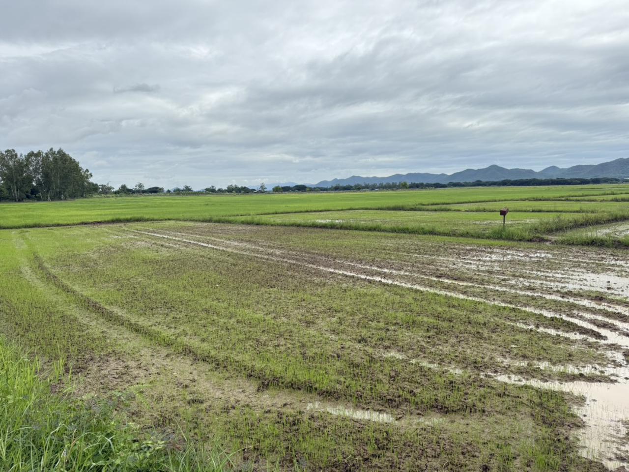 ภาพประกอบที่ 8