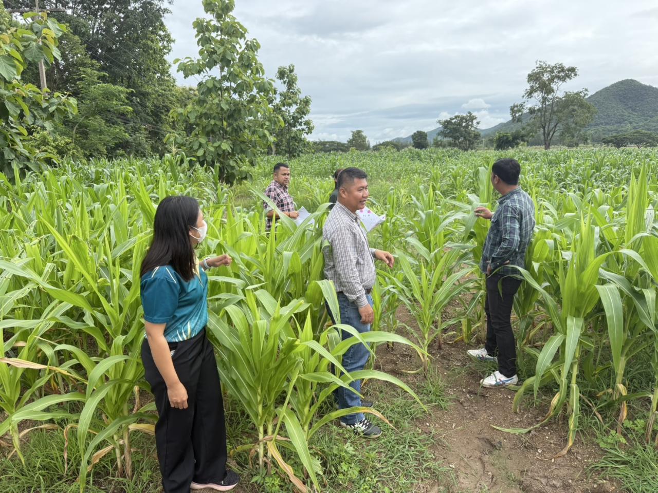 ภาพประกอบที่ 13