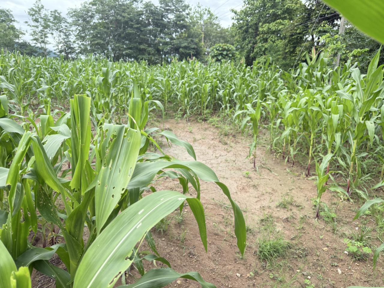 ภาพประกอบที่ 14