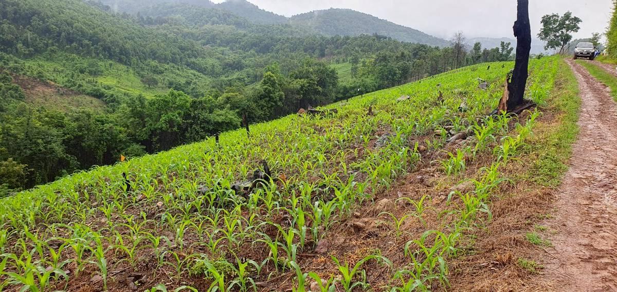 ภาพประกอบที่ 4