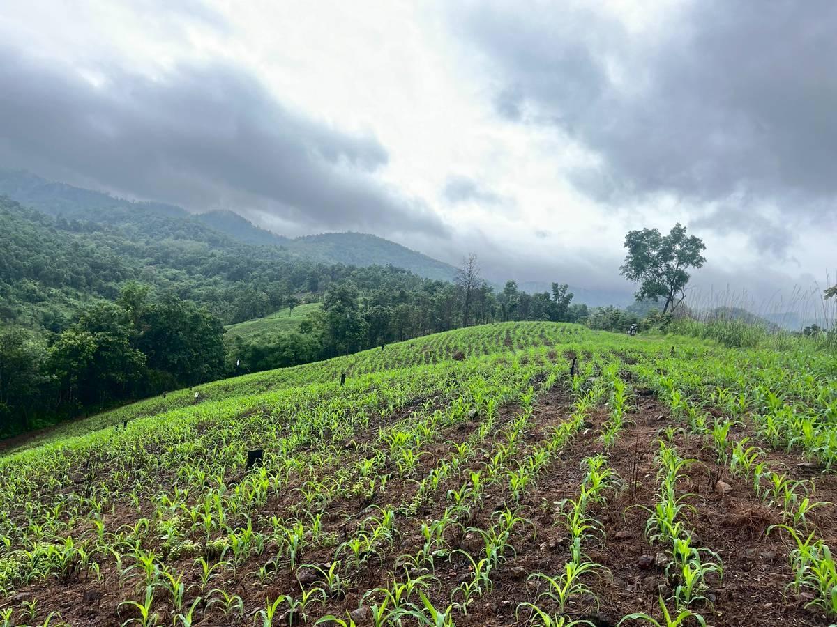 ภาพประกอบที่ 11