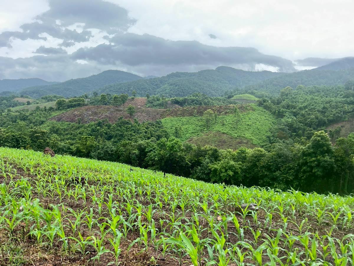 ภาพประกอบที่ 12