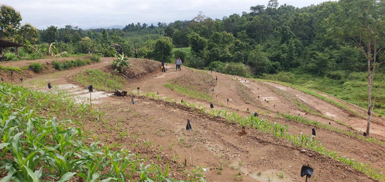 ภาพประกอบที่ 0