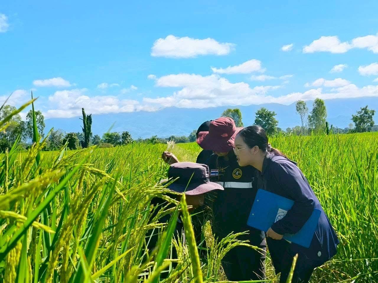 ภาพประกอบที่ 1