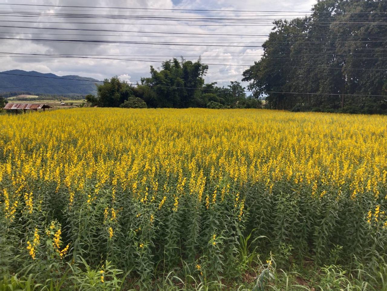 ภาพประกอบที่ 2