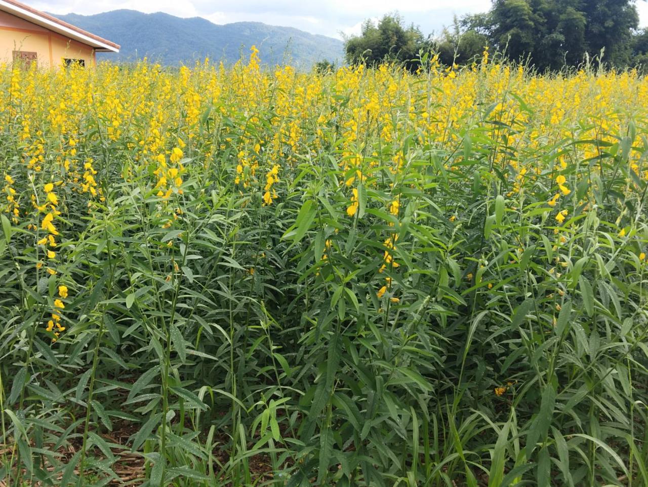 ภาพประกอบที่ 3