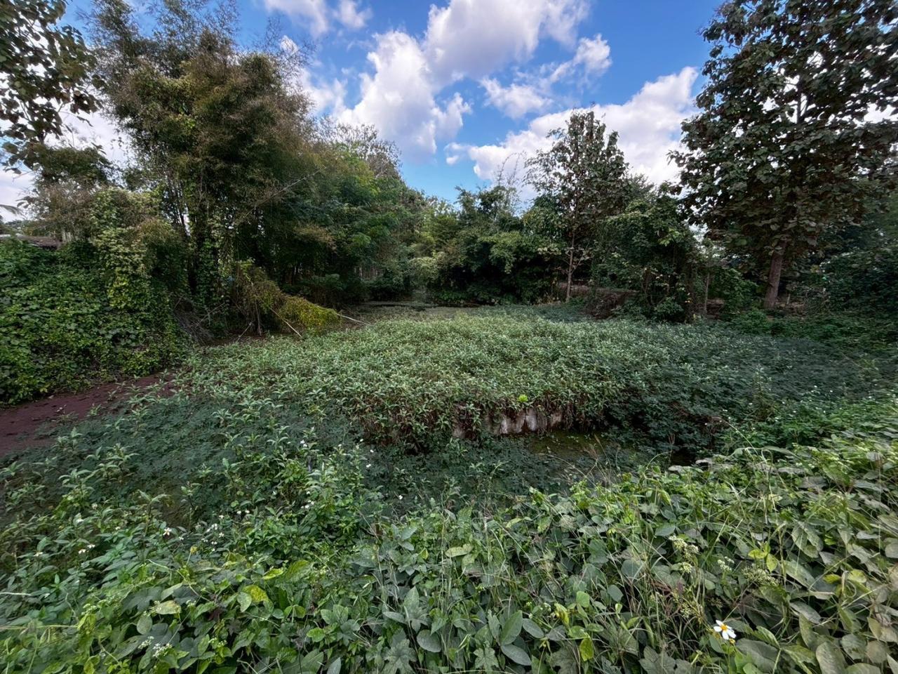 ภาพประกอบที่ 11