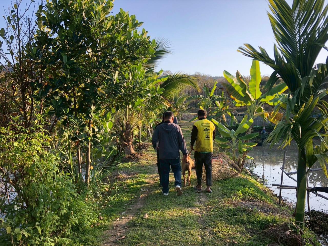 ภาพประกอบที่ 15