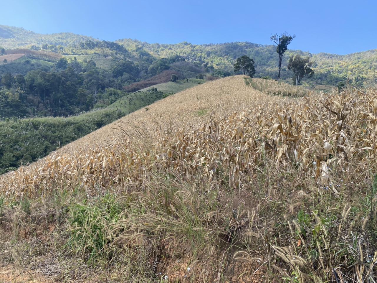 ภาพประกอบที่ 9