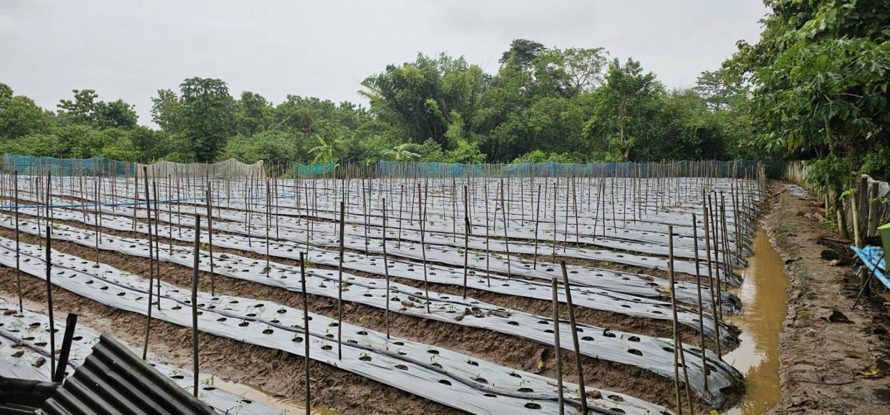 ภาพประกอบที่ 5