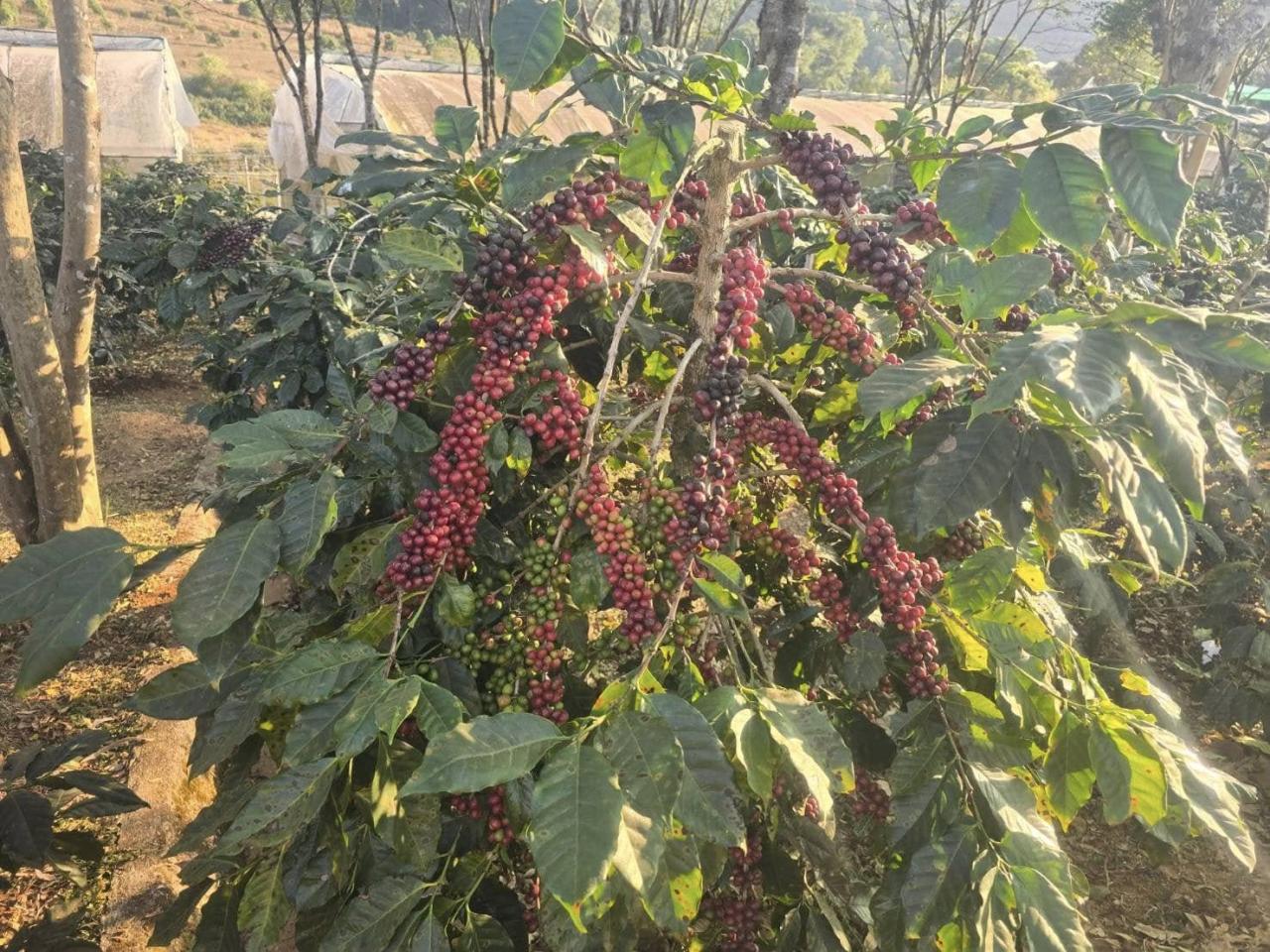 ภาพประกอบที่ 7