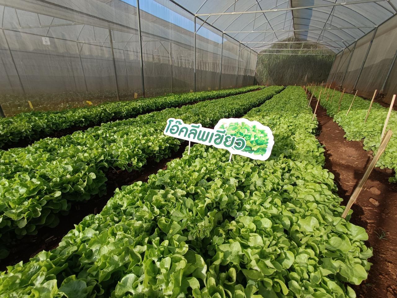 ภาพประกอบที่ 6