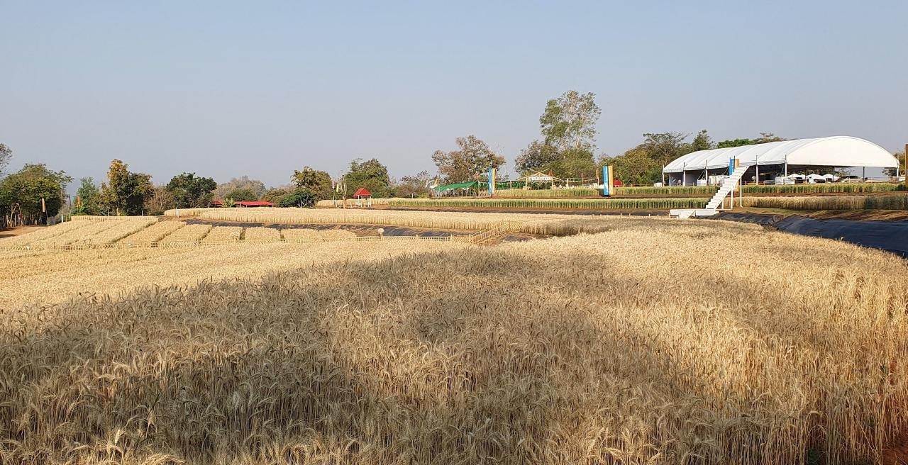 ภาพประกอบที่ 5